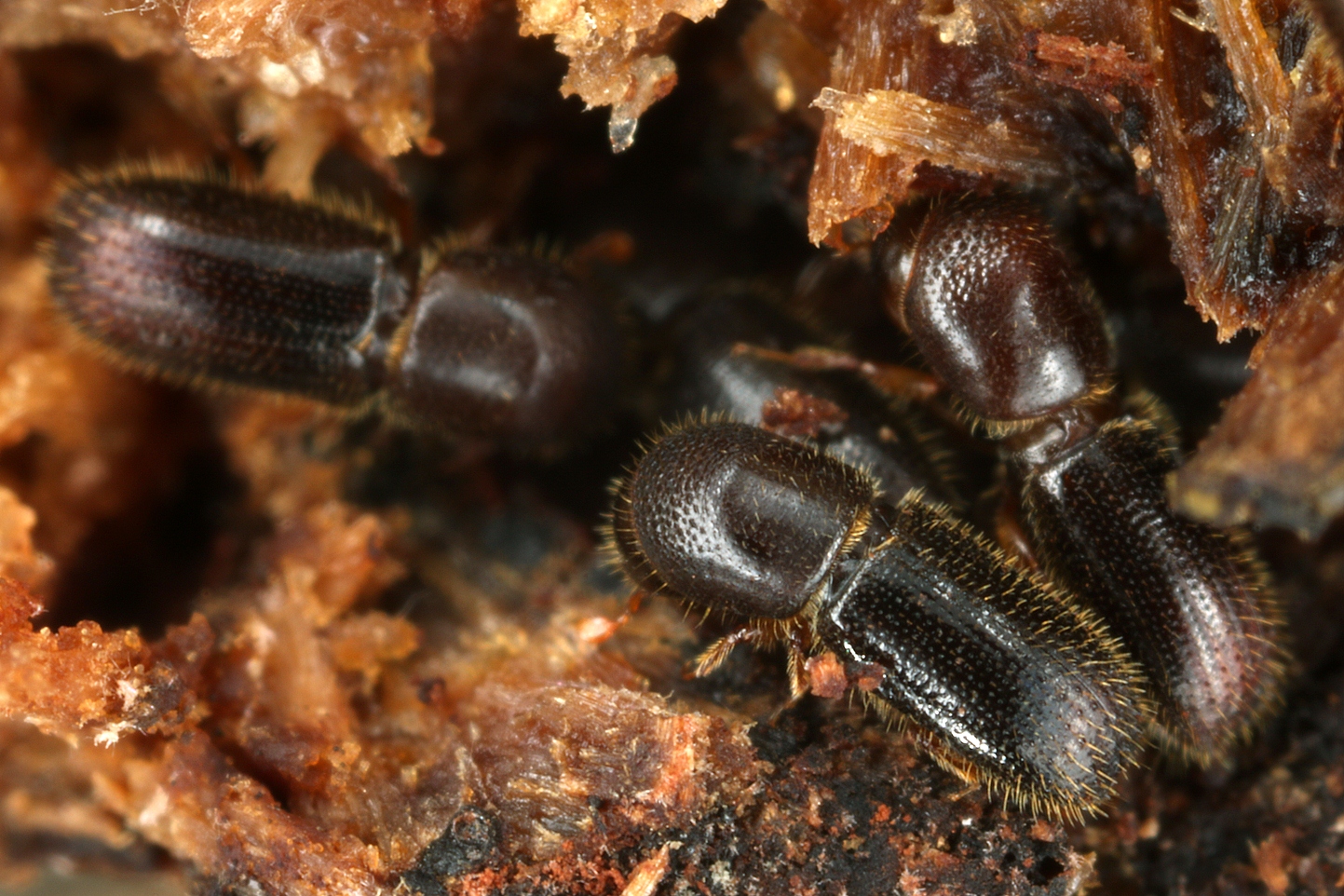  Ambrosiakäfer züchten und pflegen eigene Nahrungspilze (02.11.2022)