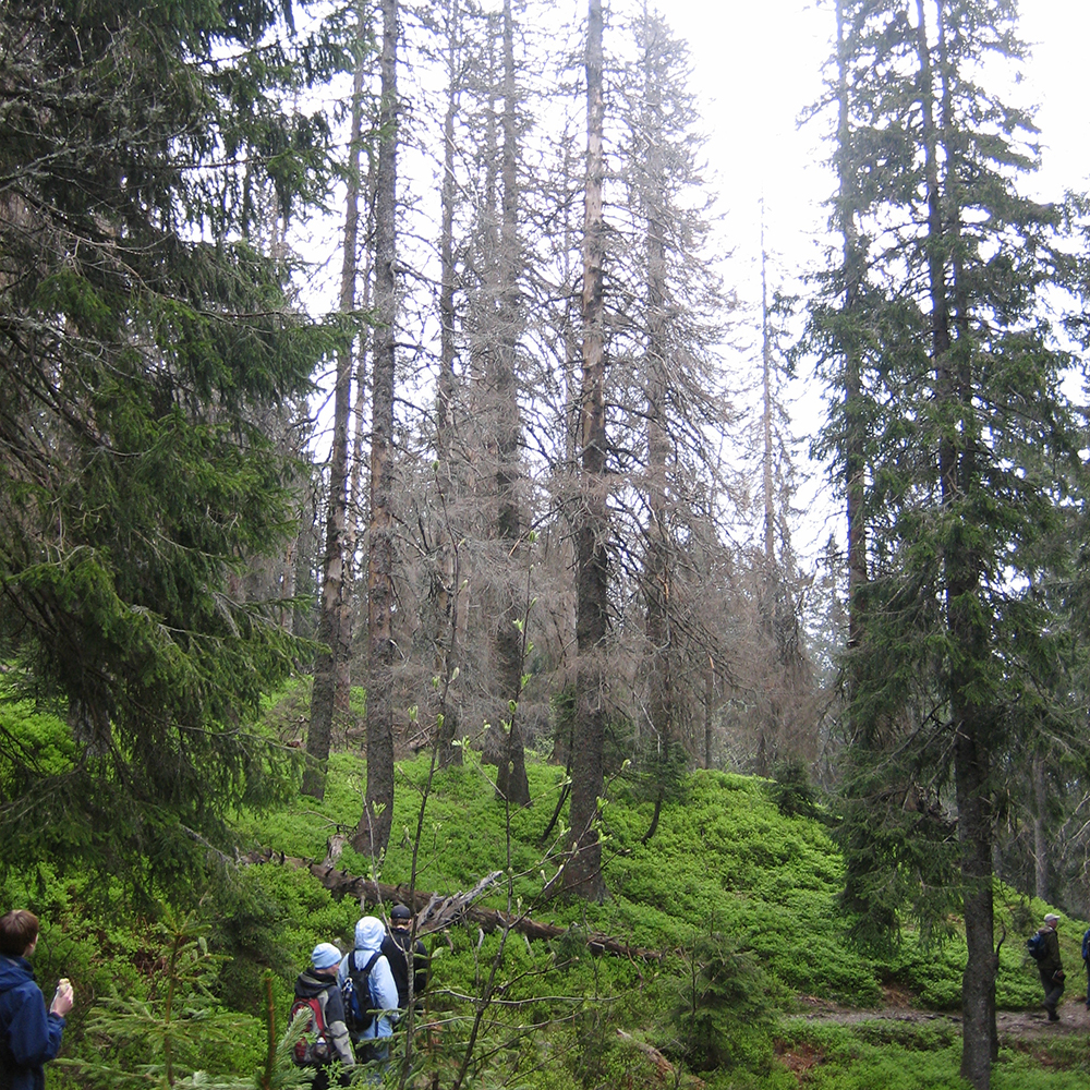 Baumsterben im Schwarzwald nimmt zu – Klimawandel zentraler Treiber 