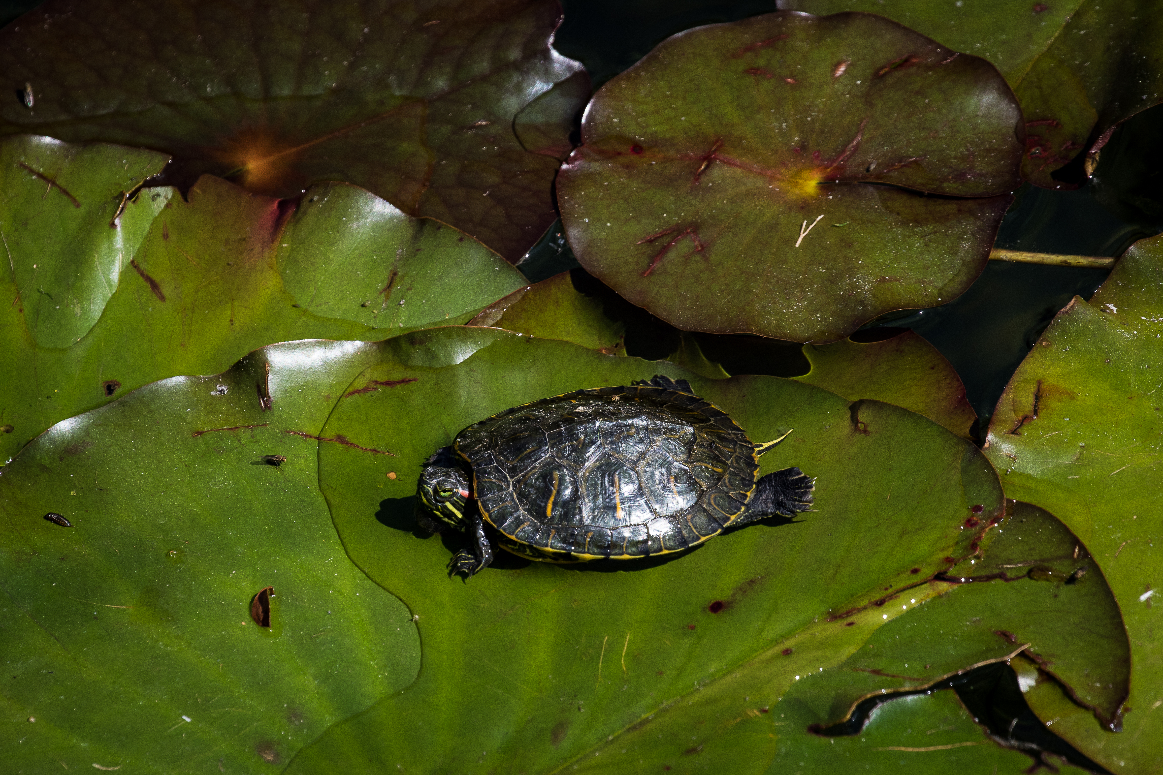 Nordamerikanische Schildkröten werden in Südbaden heimisch – und gefährden möglicherweise Ökosysteme (15.02.2023)
